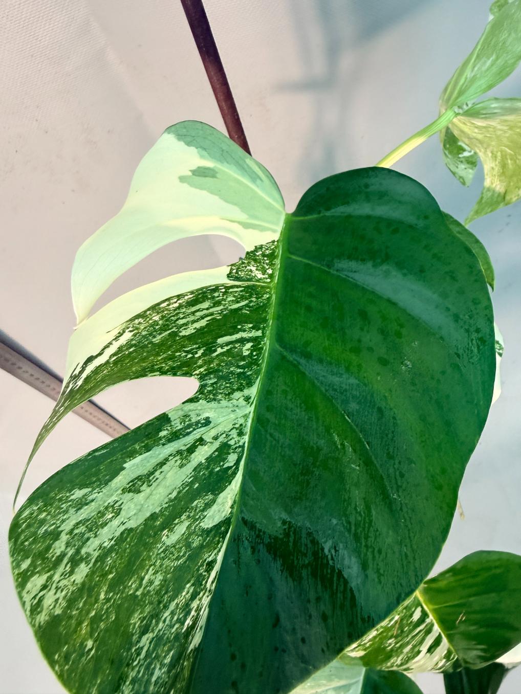 Monstera  Albo Variegata 10