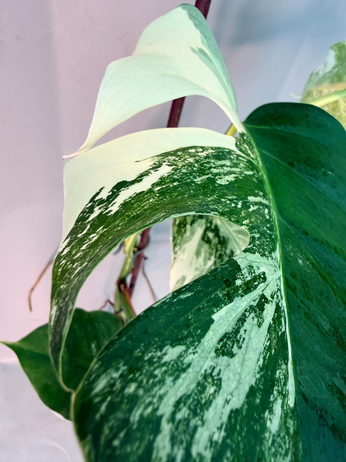 Monstera  Albo Variegata 11