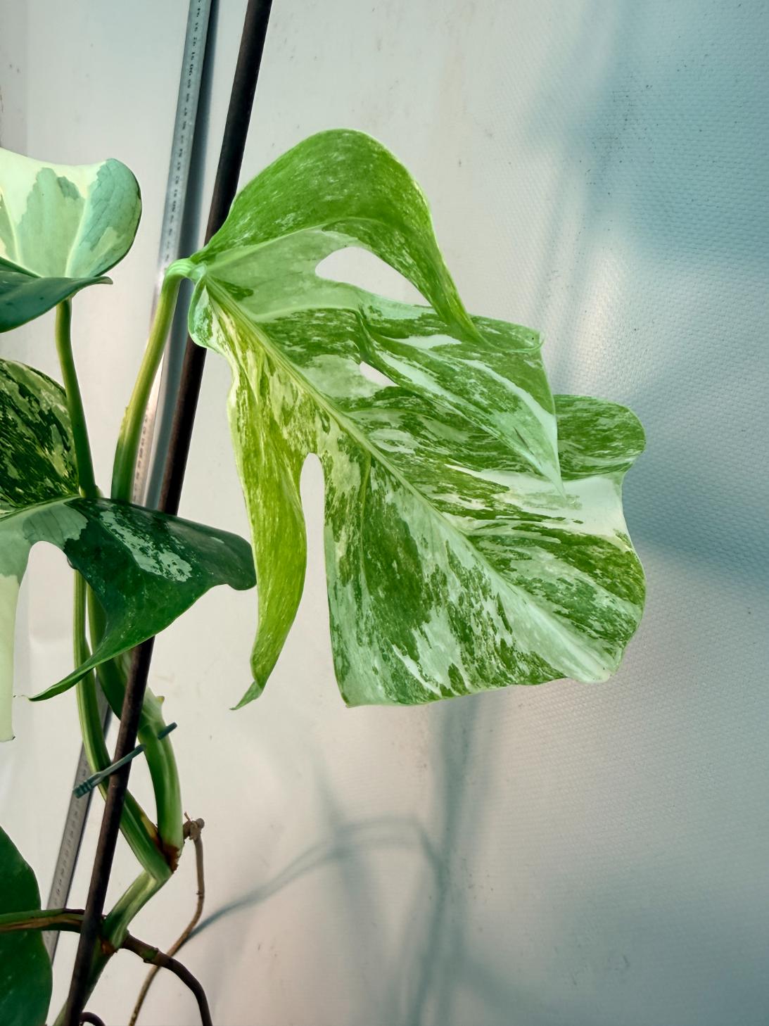 Monstera  Albo Variegata 12