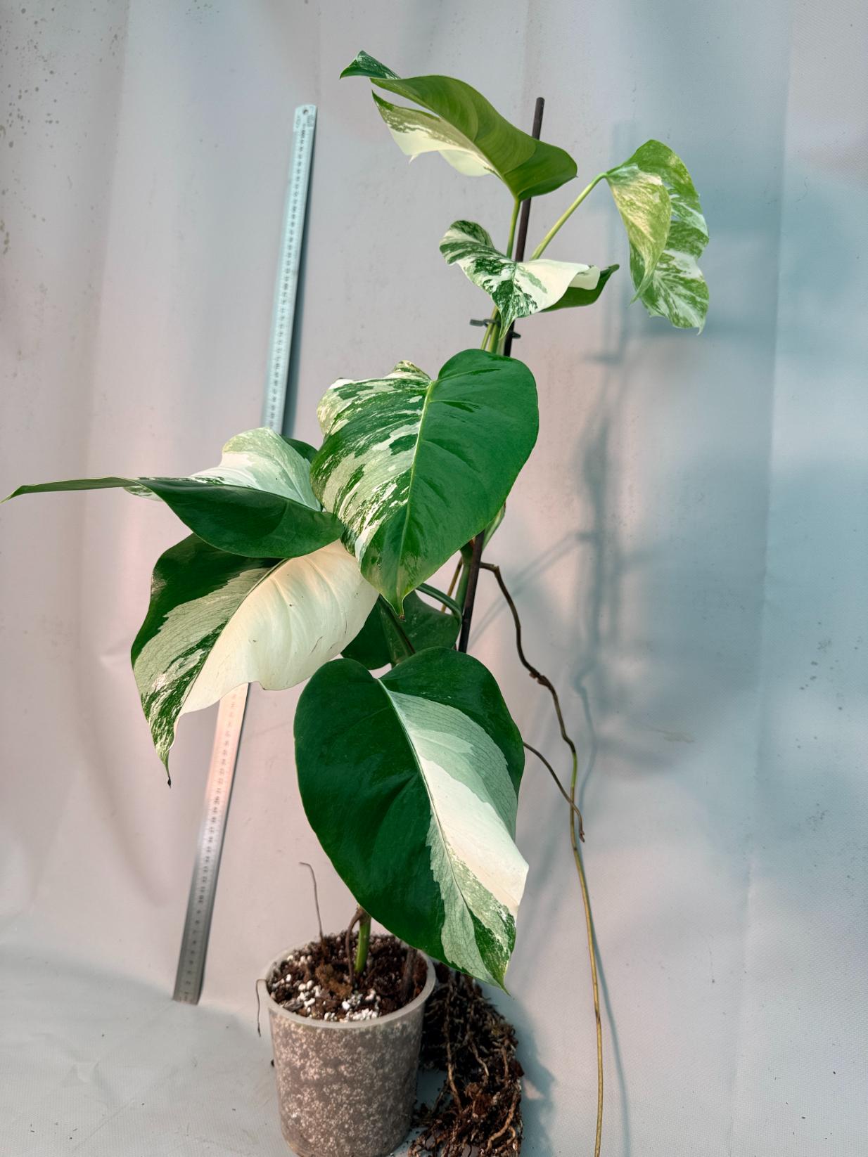 Monstera  Albo Variegata 13