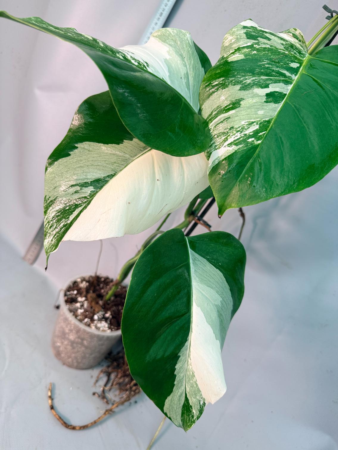 Monstera  Albo Variegata 14