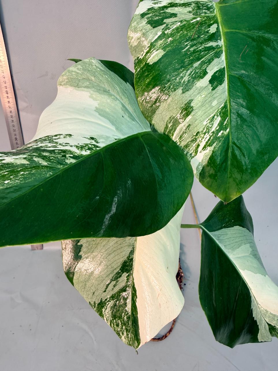 Monstera  Albo Variegata 15