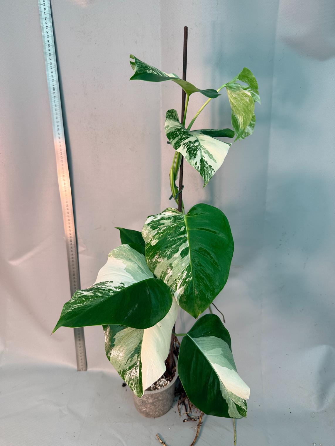 Monstera  Albo Variegata 1