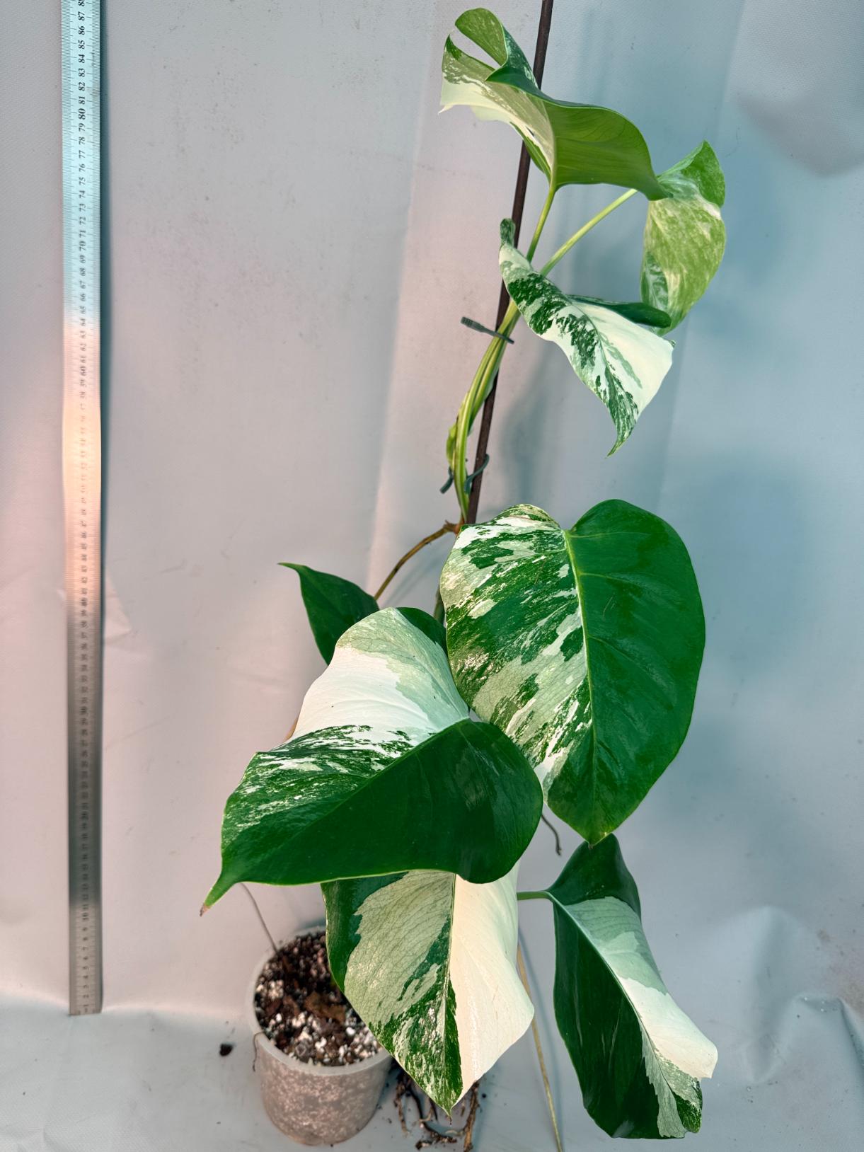Monstera  Albo Variegata 16