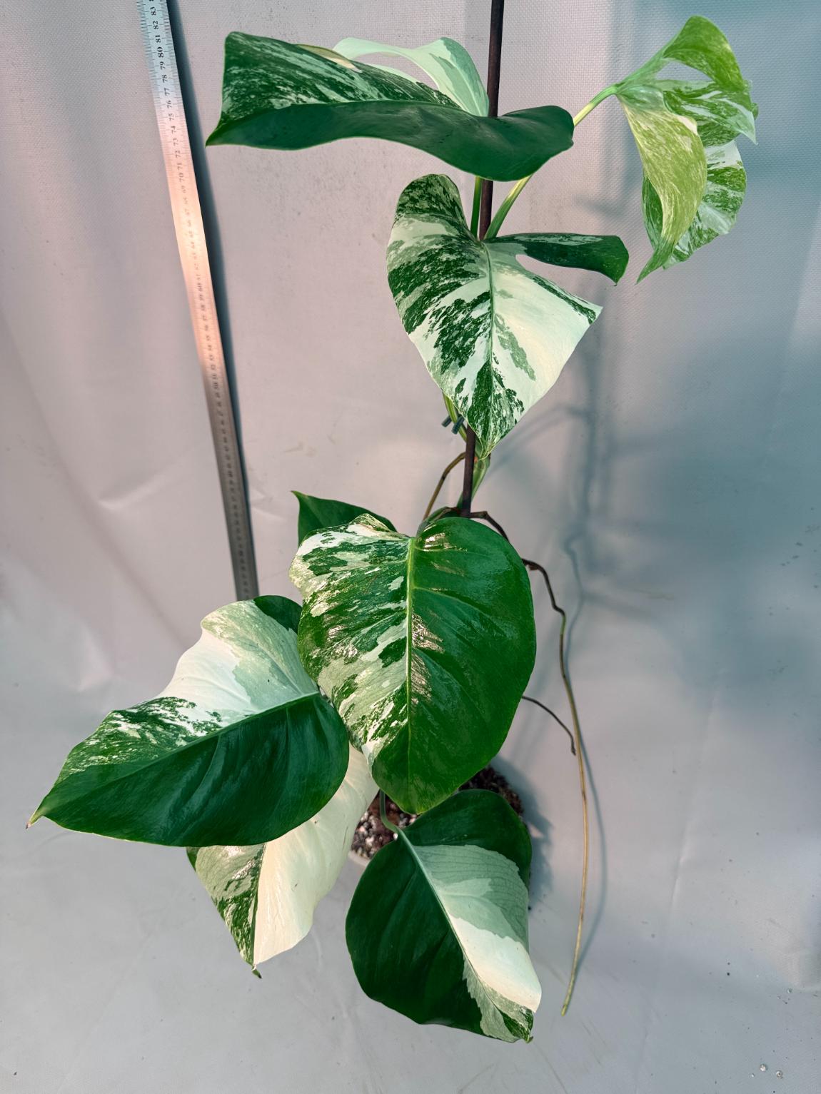 Monstera  Albo Variegata 9
