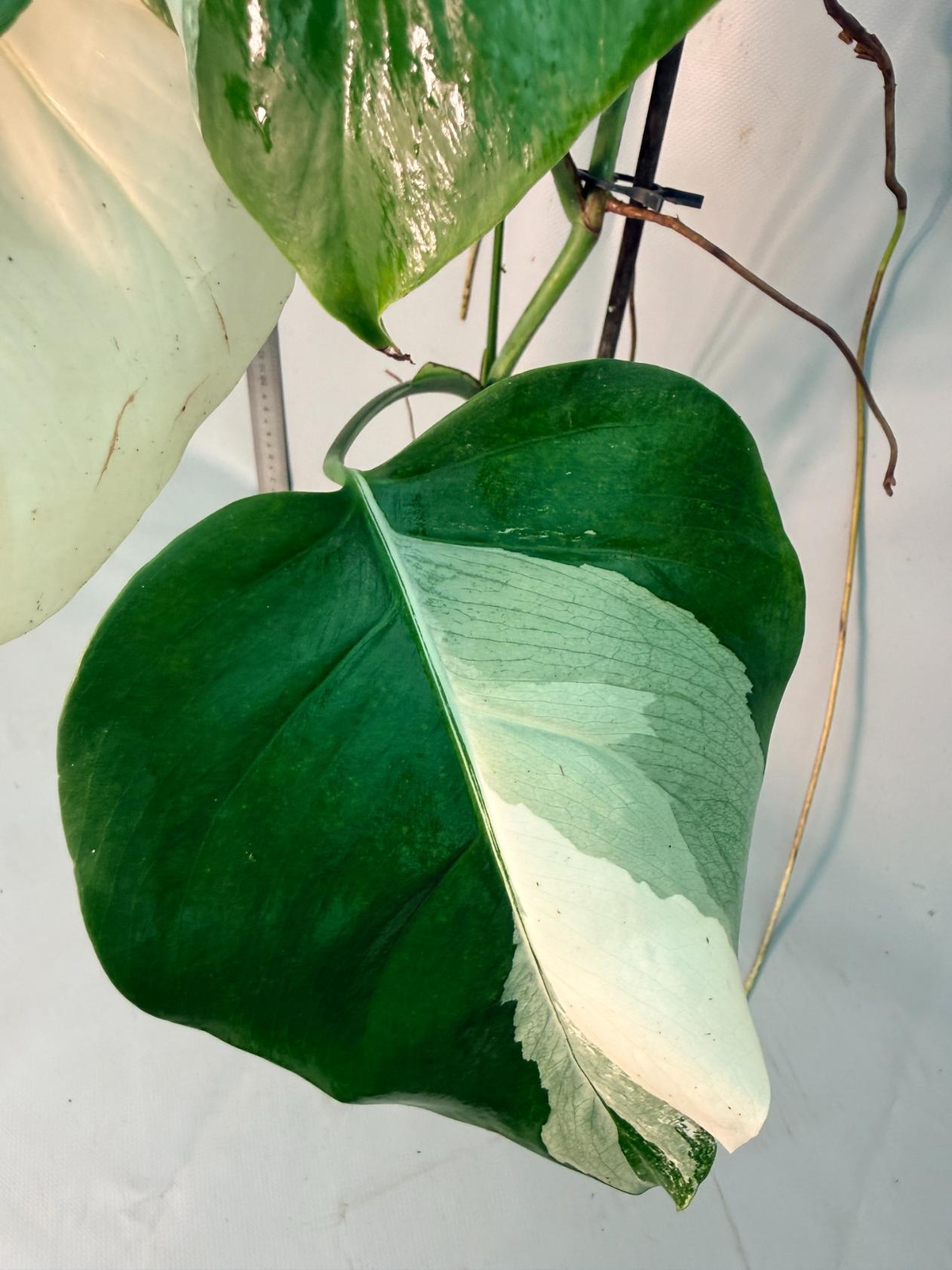 Monstera  Albo Variegata 2