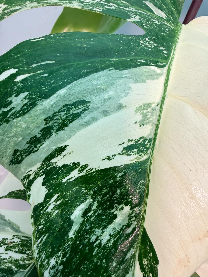 Monstera  Albo Variegata 2