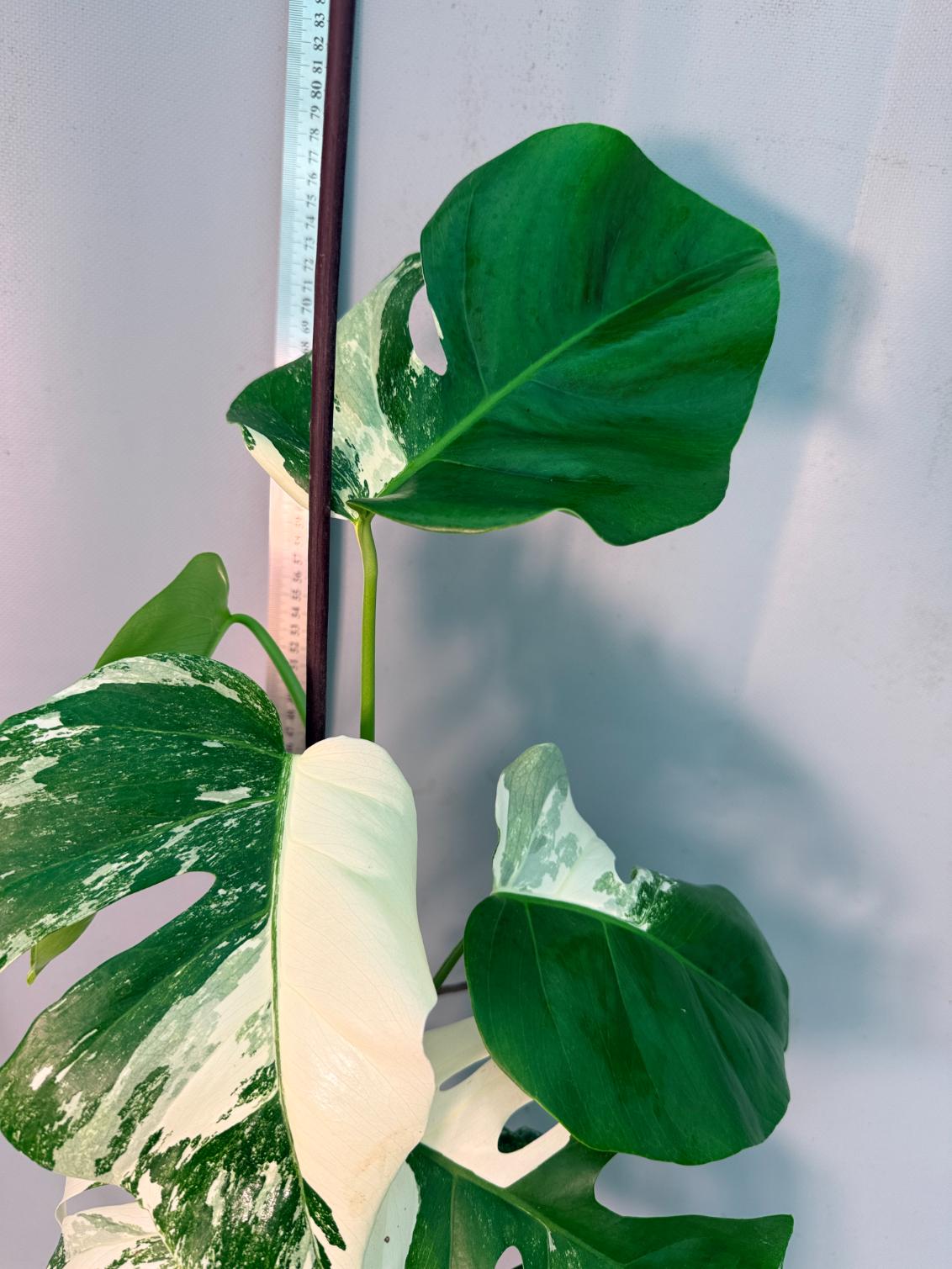Monstera  Albo Variegata 10