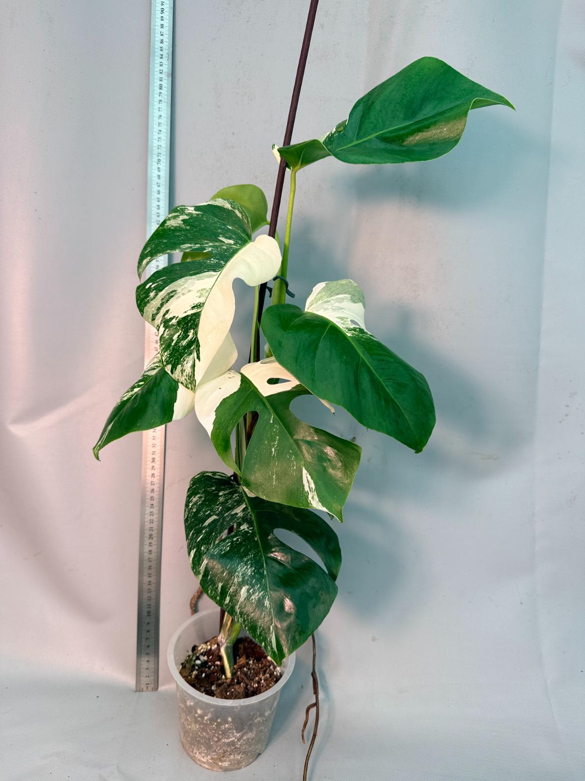 Monstera  Albo Variegata 1