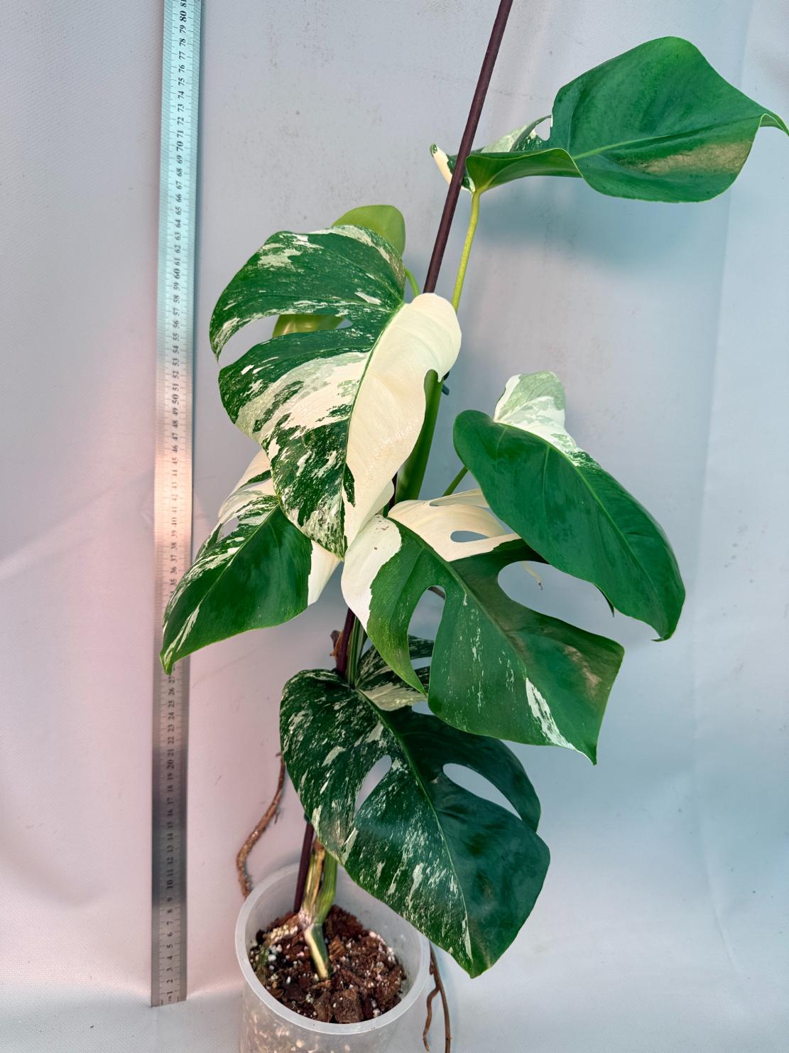 Monstera  Albo Variegata 11