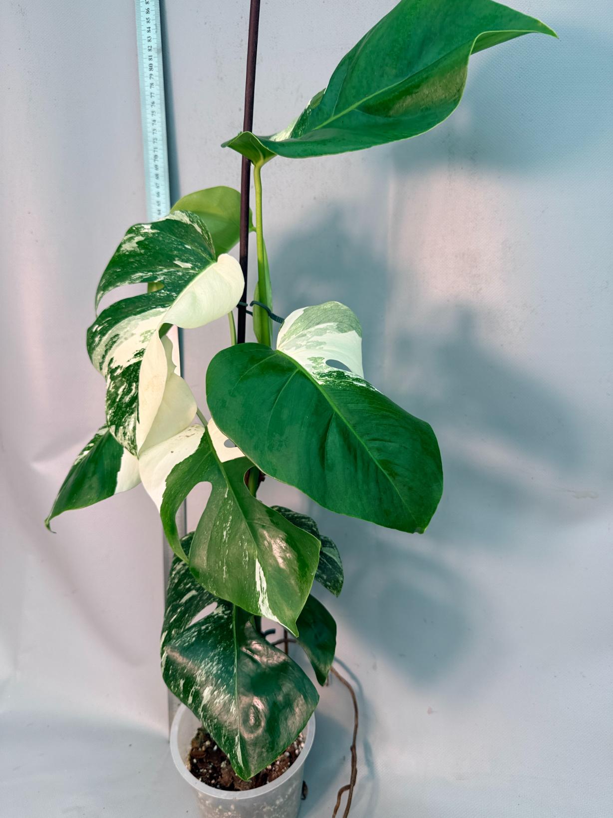 Monstera  Albo Variegata 12