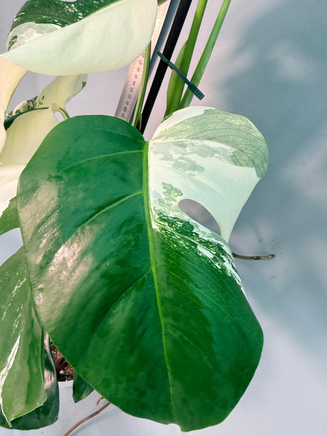 Monstera  Albo Variegata 13