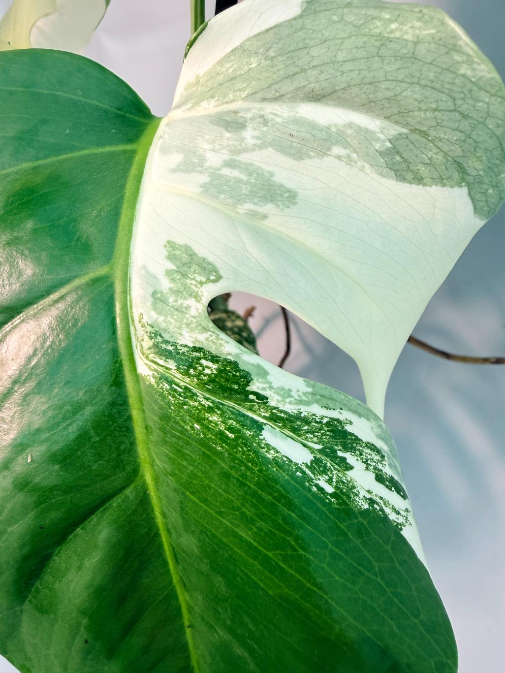 Monstera  Albo Variegata 15