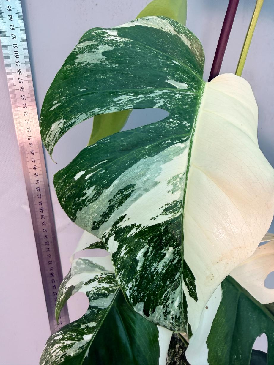 Monstera  Albo Variegata 16