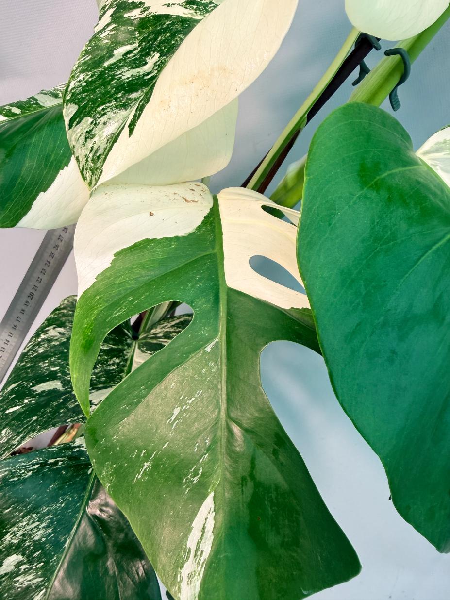 Monstera  Albo Variegata 4