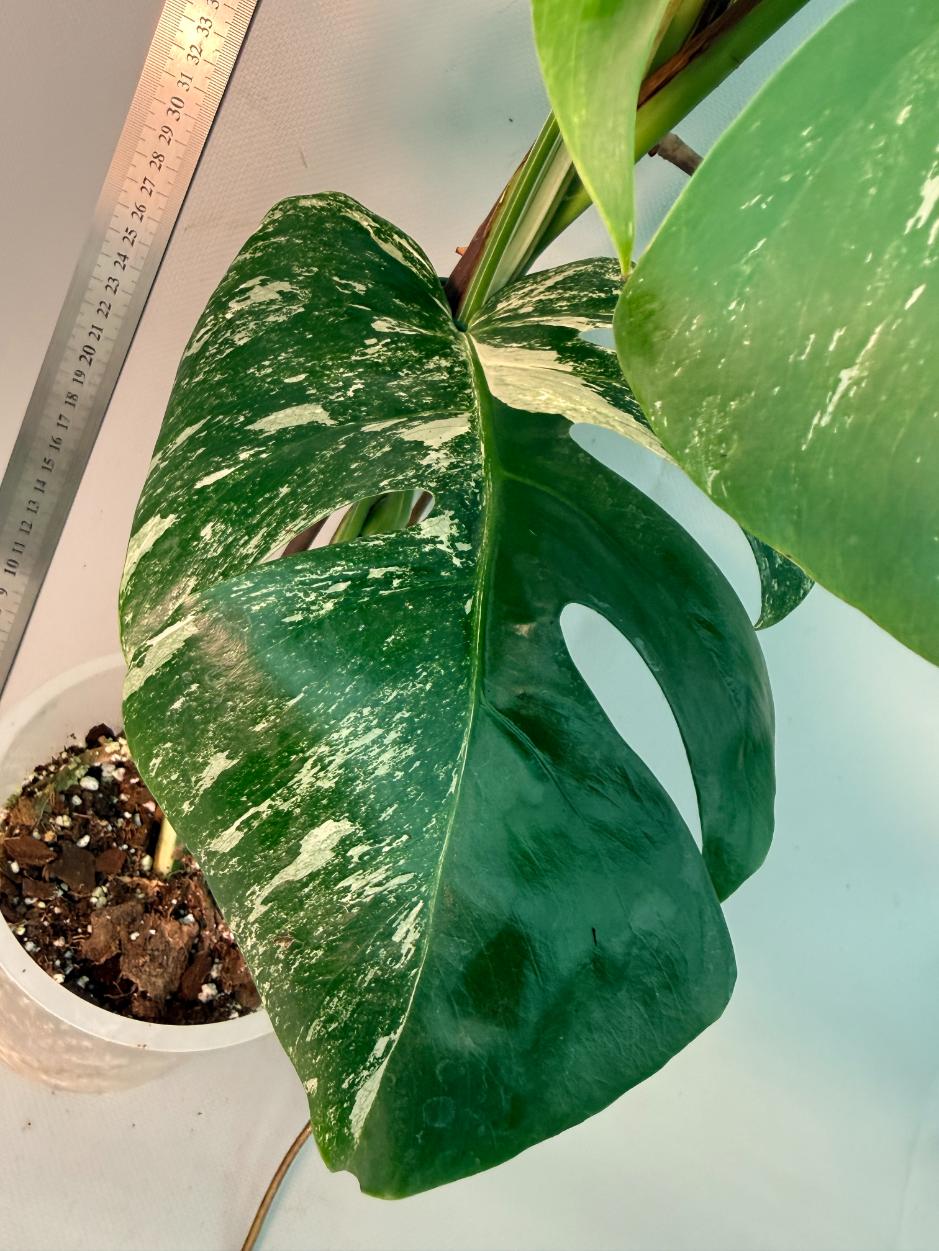 Monstera  Albo Variegata 14