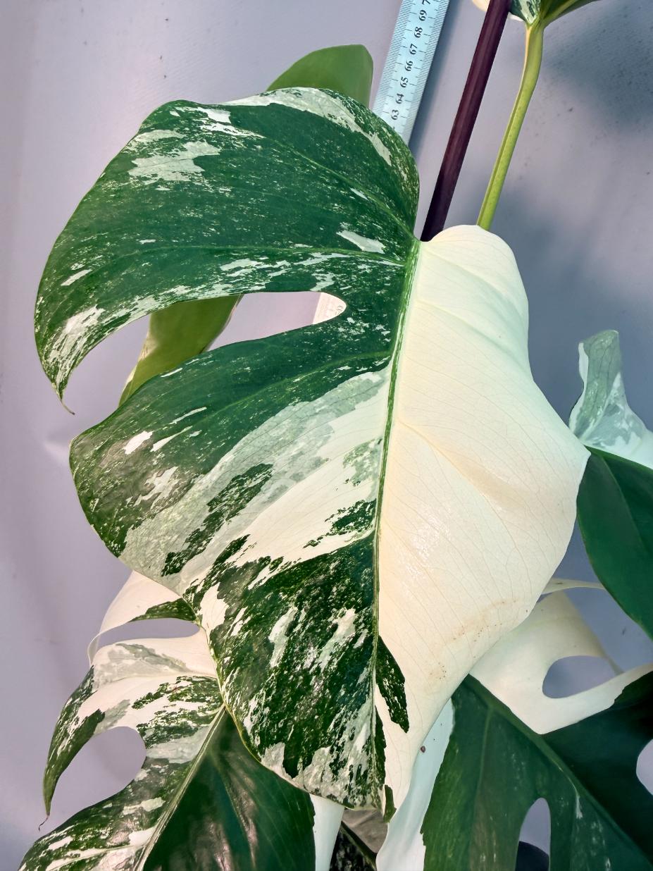 Monstera  Albo Variegata 8