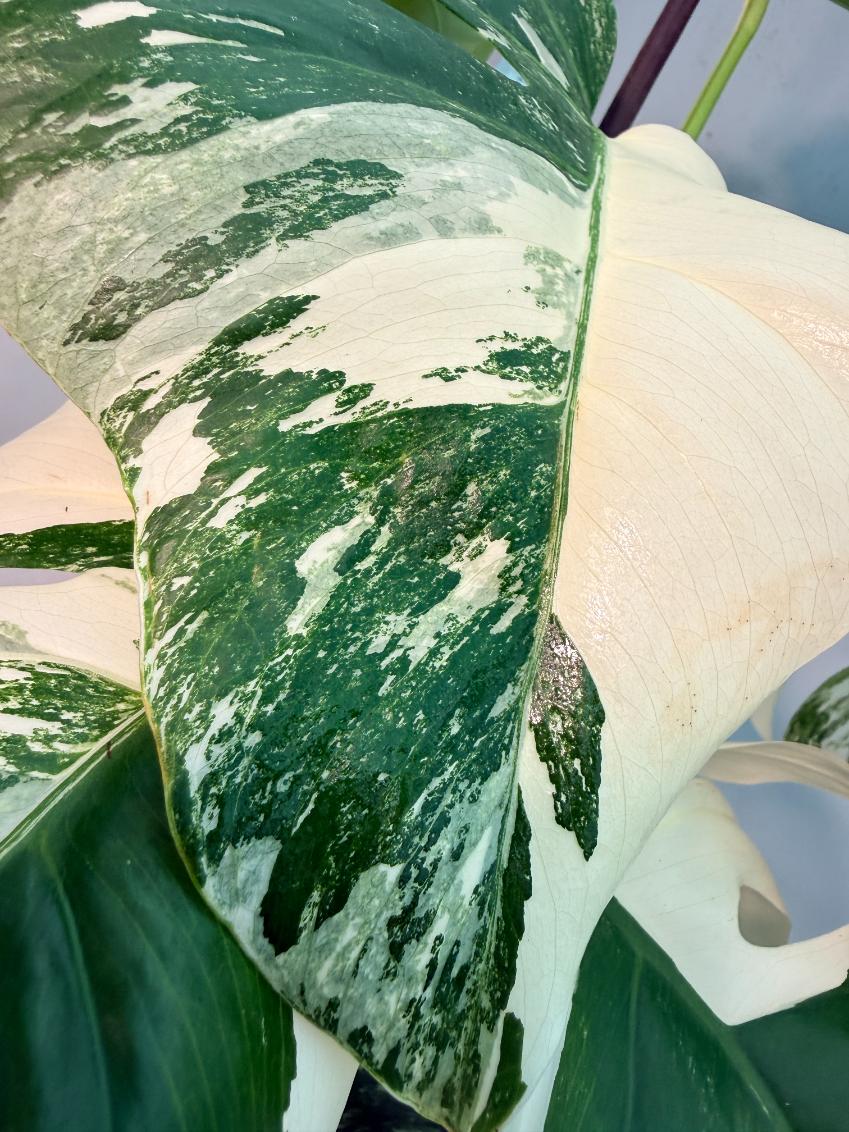 Monstera  Albo Variegata 6