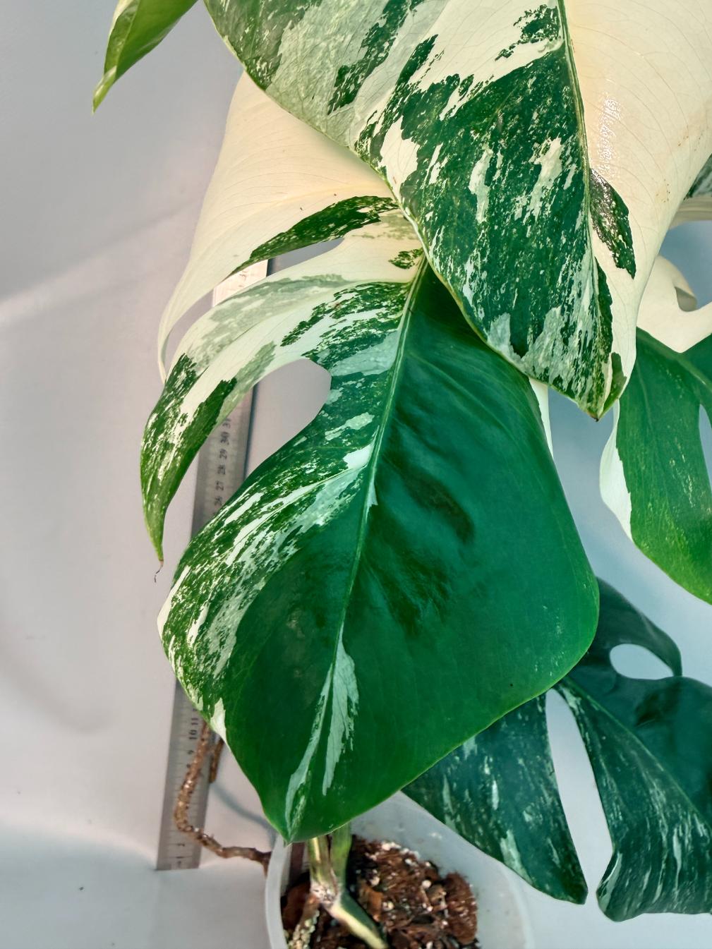 Monstera  Albo Variegata 7