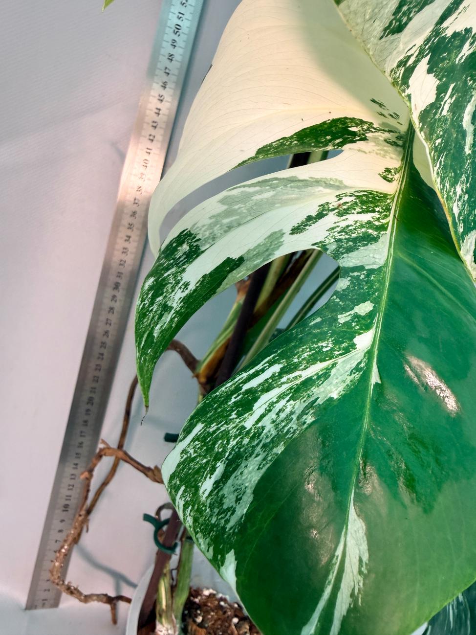 Monstera  Albo Variegata 3