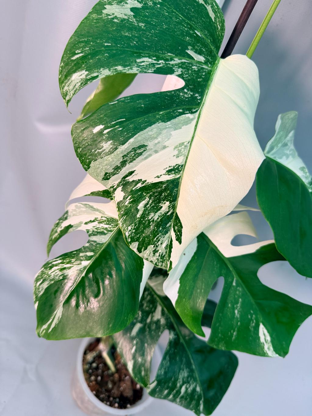 Monstera  Albo Variegata 9
