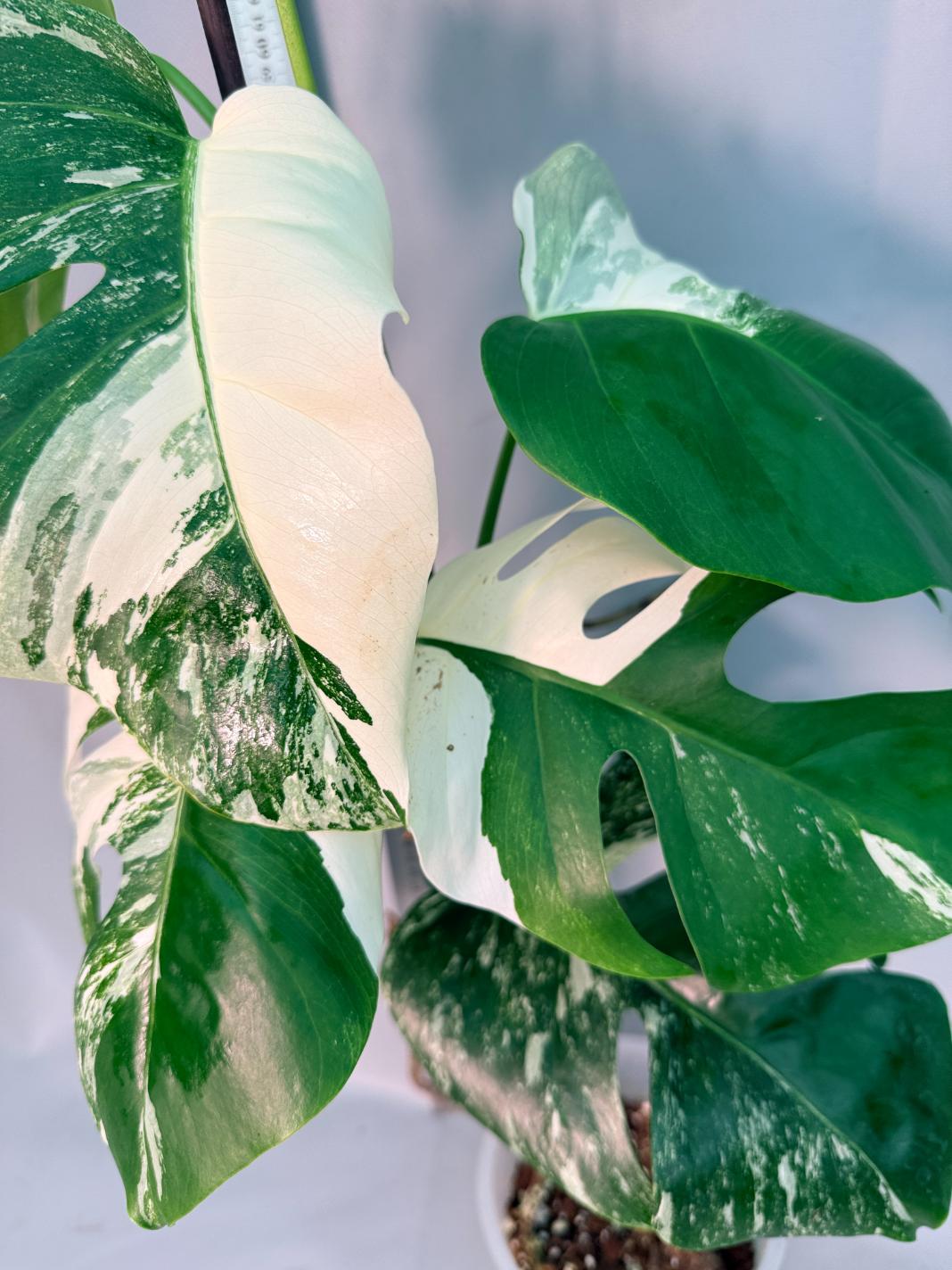 Monstera  Albo Variegata 5