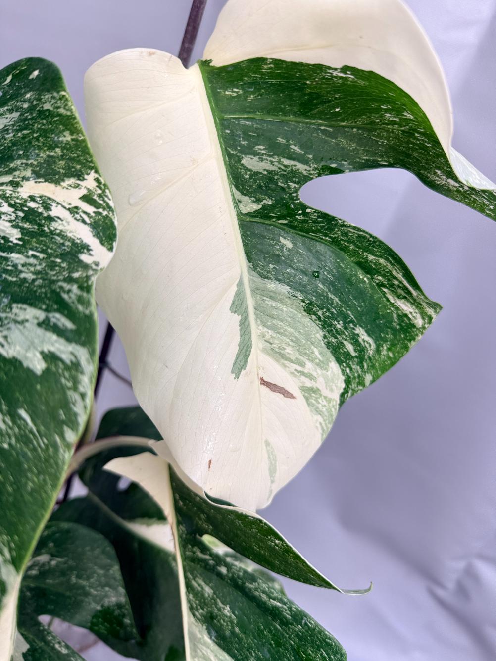 Monstera albo variegata 1.15.1.3