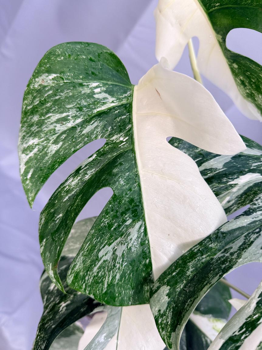 Monstera albo variegata 1.15.1.4