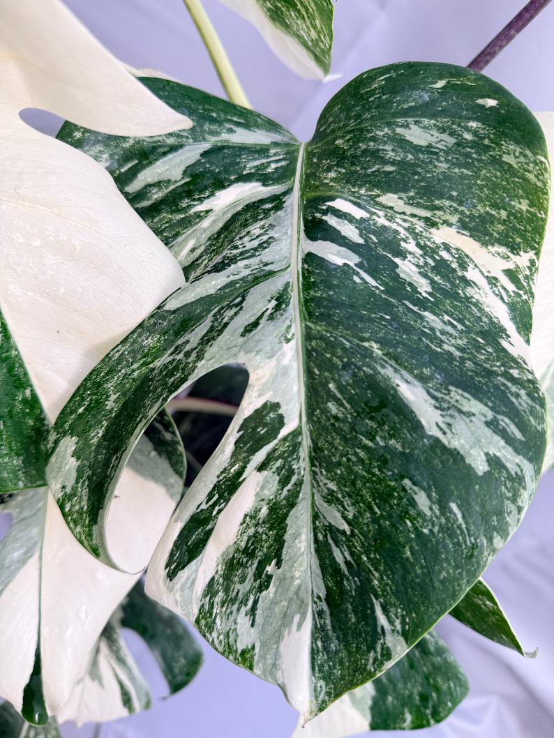 Monstera albo variegata 1.15.1.5