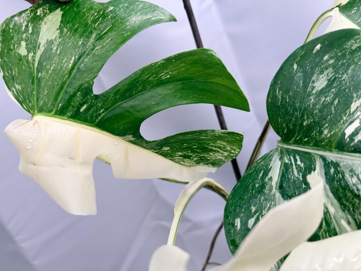 Monstera albo variegata 1.15.1.6