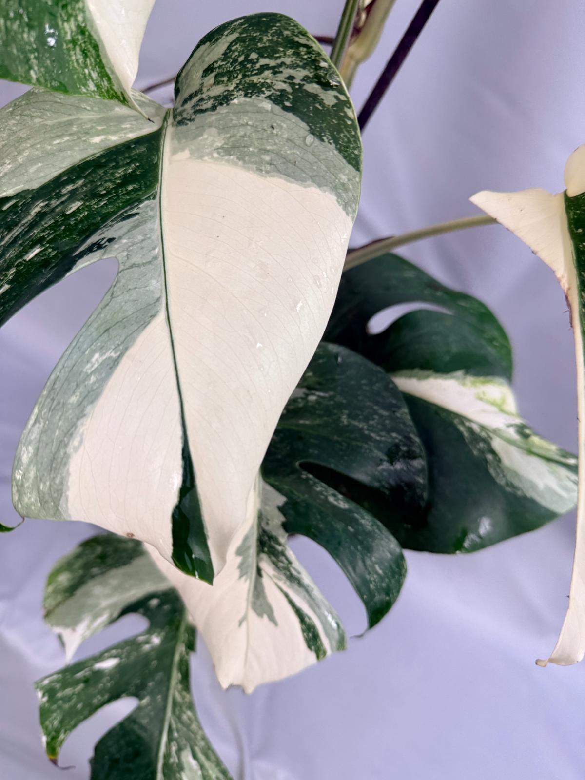 Monstera albo variegata 1.15.1.7