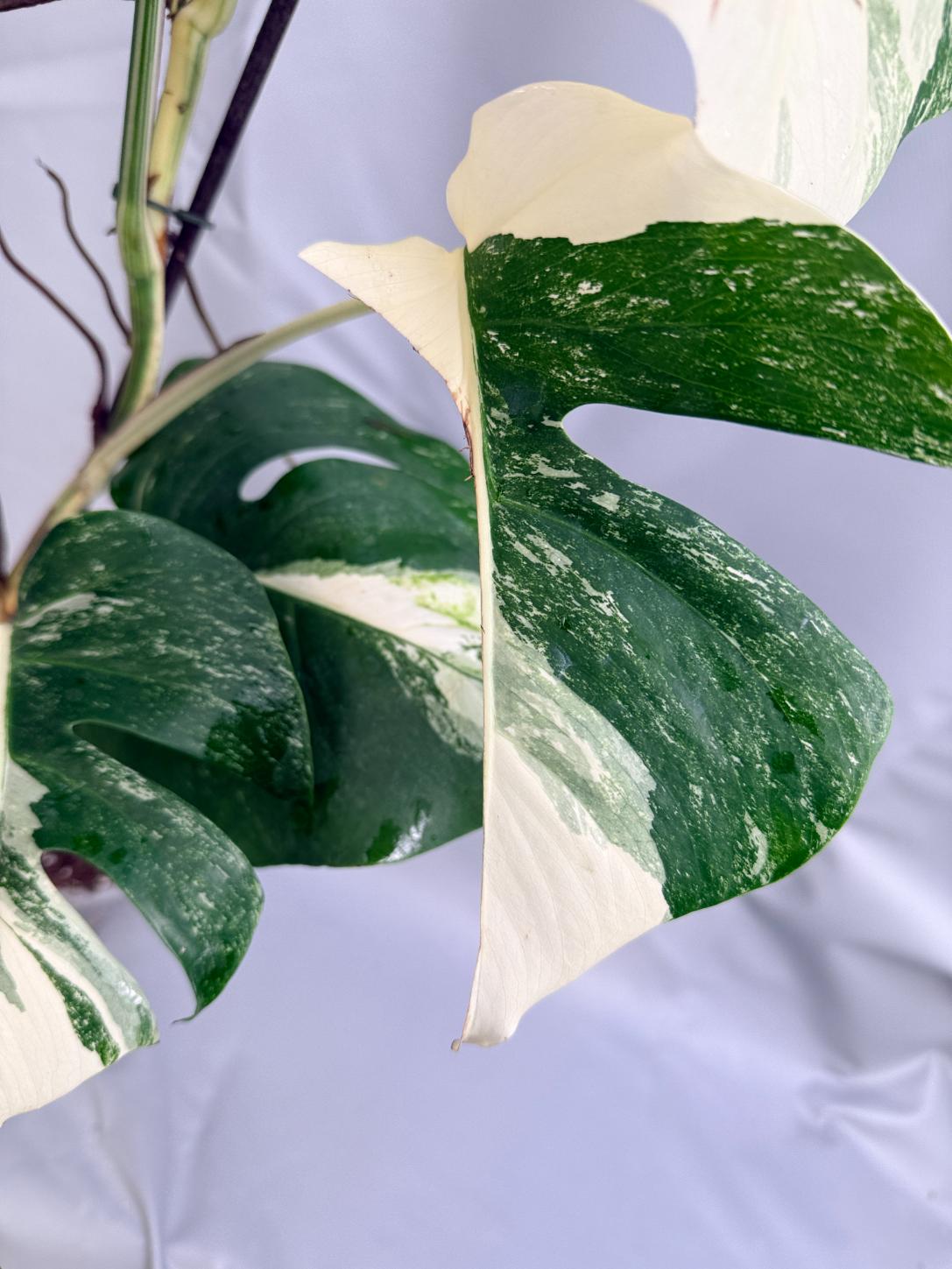 Monstera albo variegata 1.15.1.8