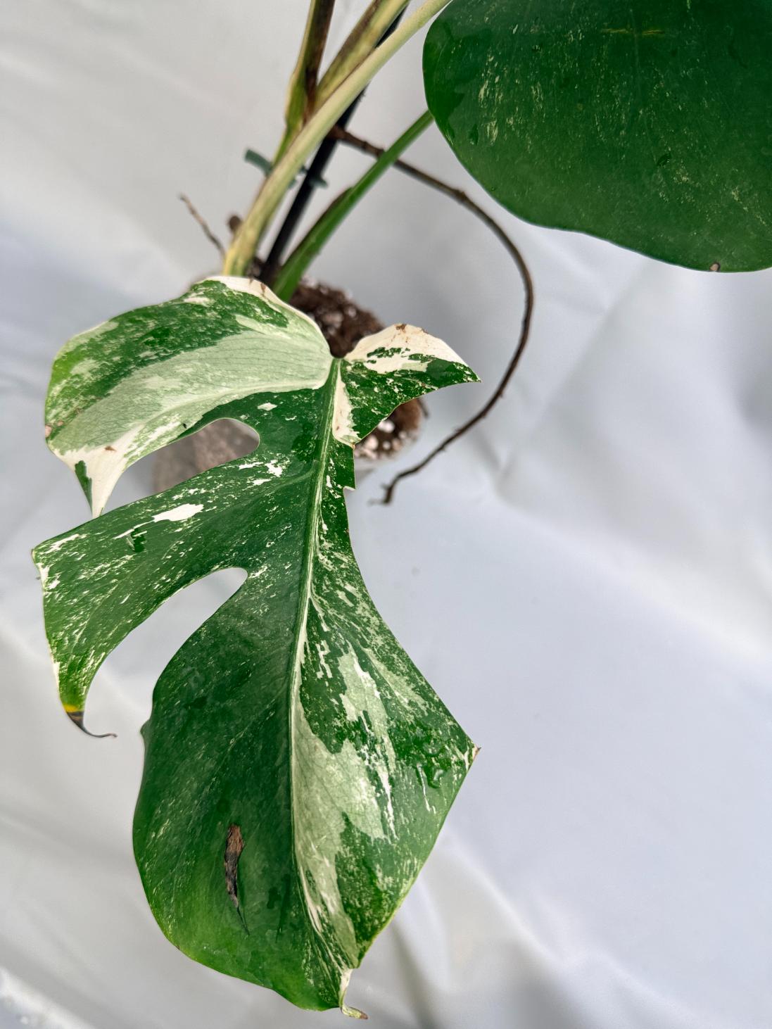 Monstera albo variegata 1.15.1.9