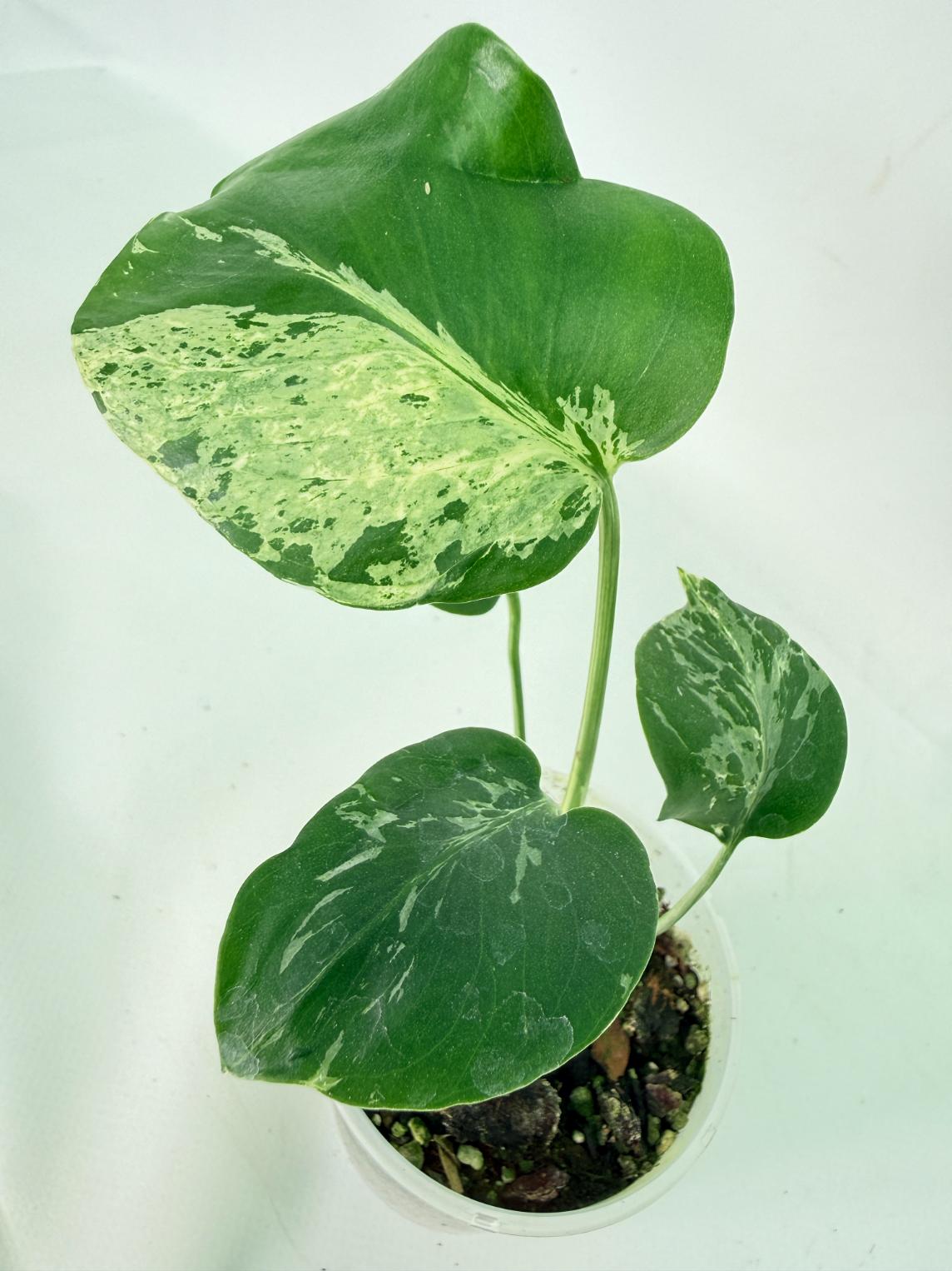 Monstera deliciosa 'Bulbasaur'01