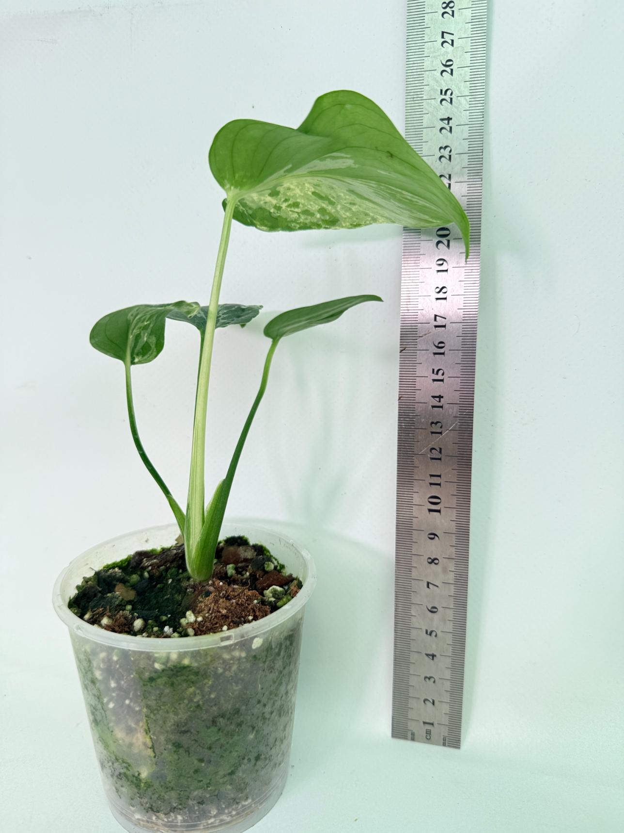 Monstera deliciosa 'Bulbasaur'03
