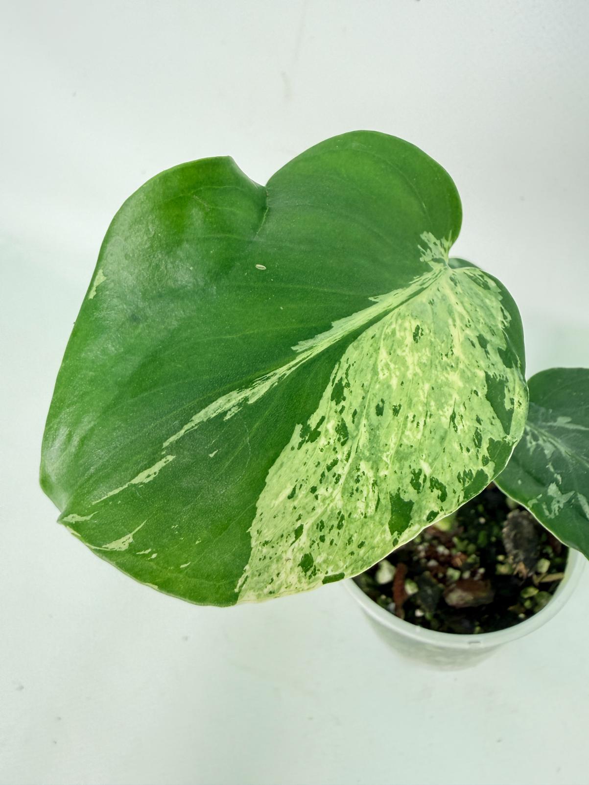 Monstera deliciosa 'Bulbasaur'04