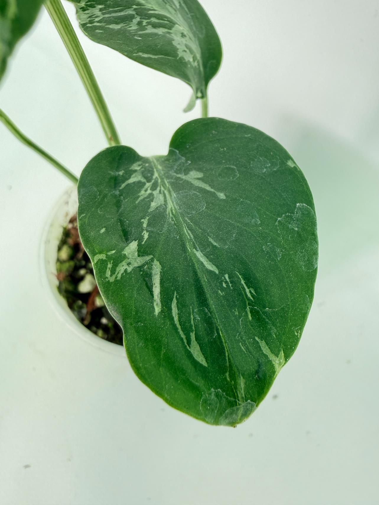 Monstera deliciosa 'Bulbasaur'05