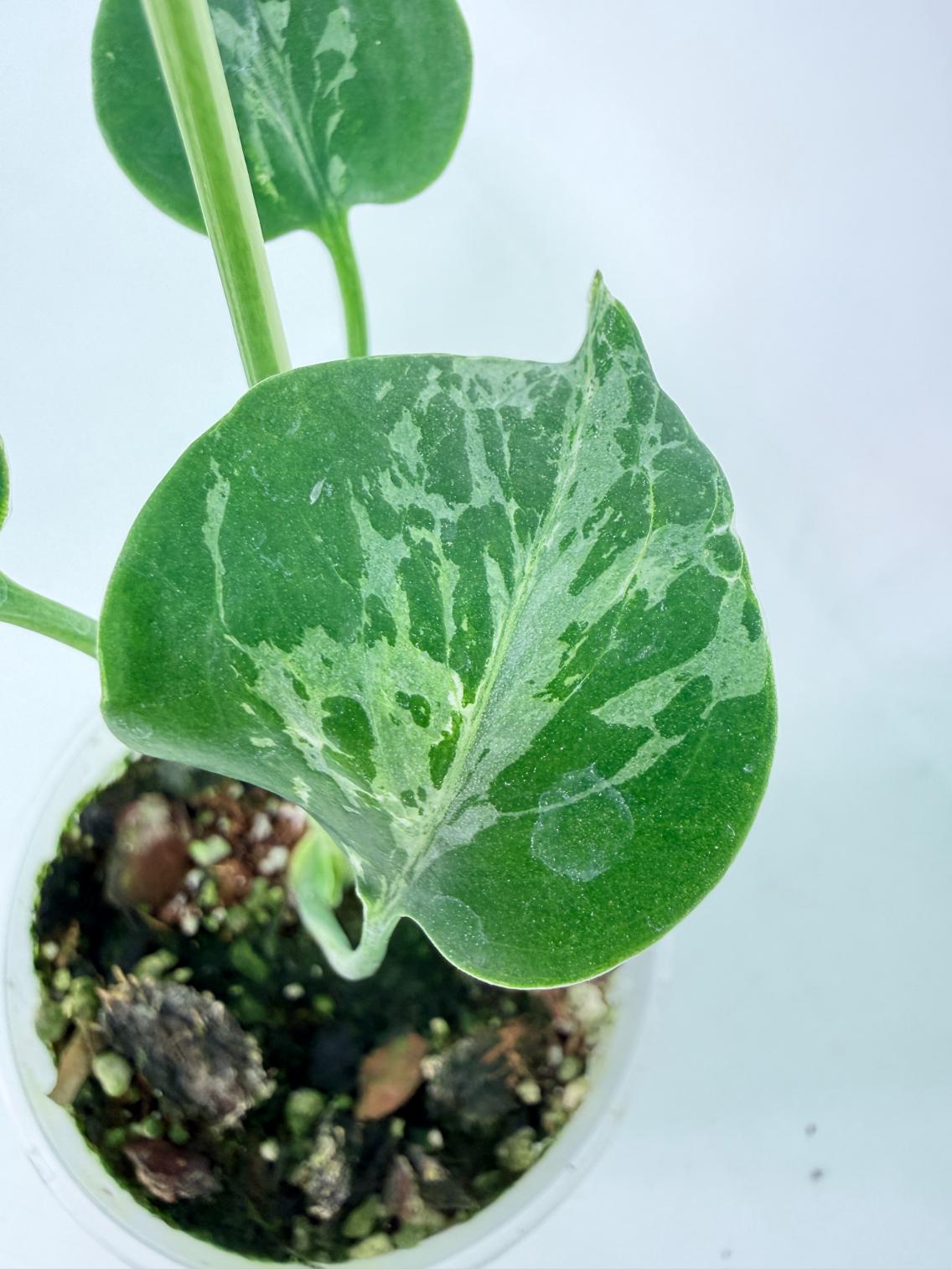 Monstera deliciosa 'Bulbasaur'06