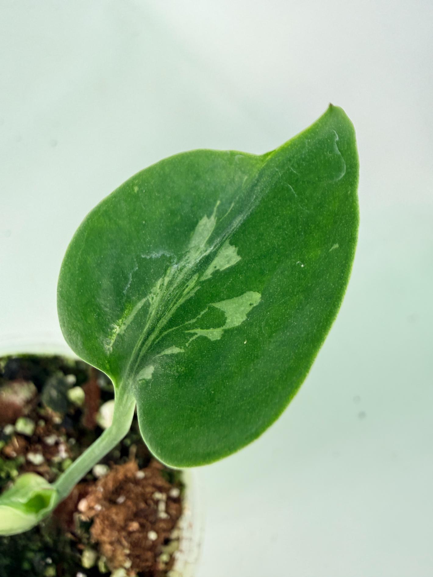 Monstera deliciosa 'Bulbasaur'07