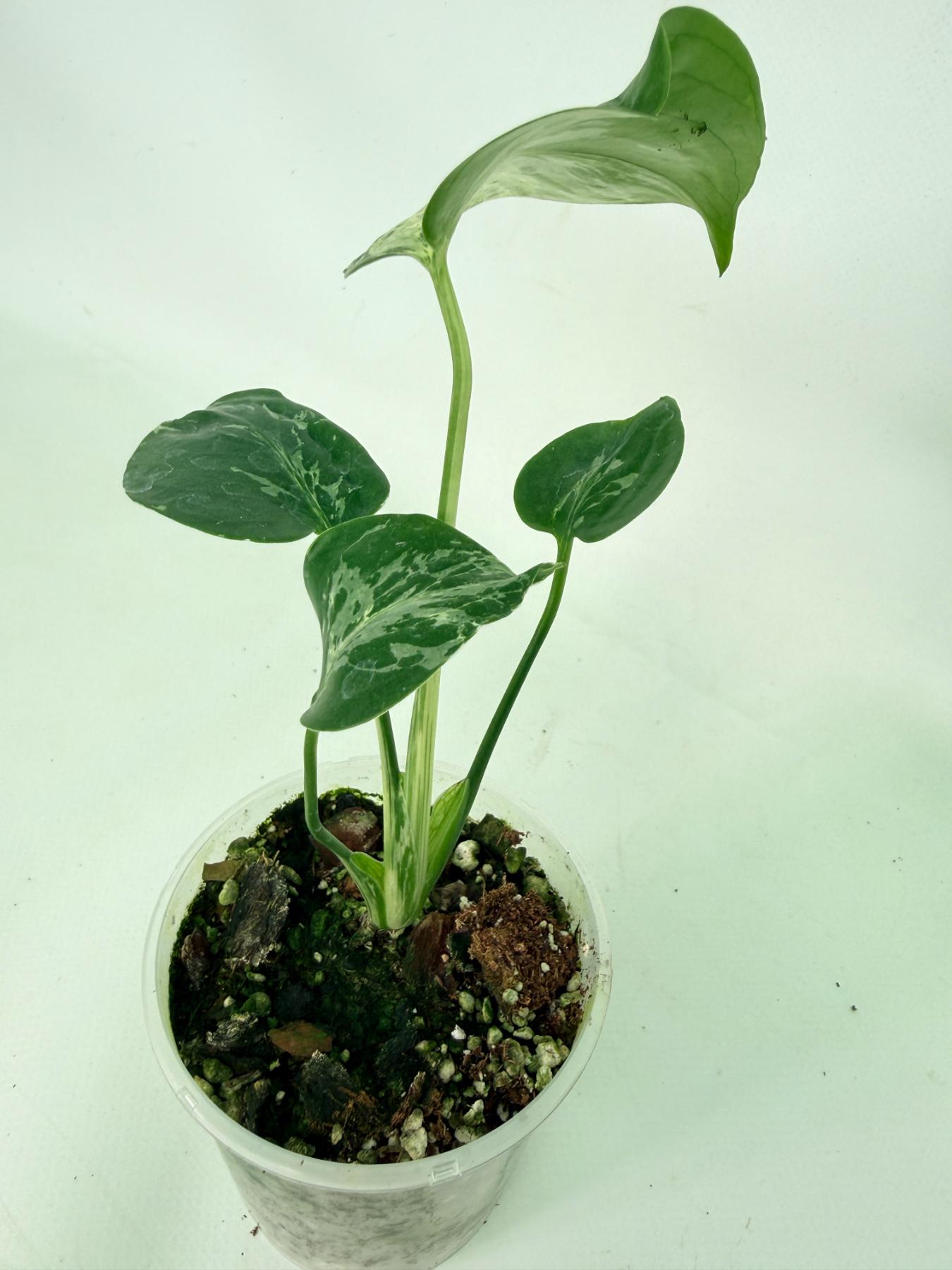 Monstera deliciosa 'Bulbasaur'08