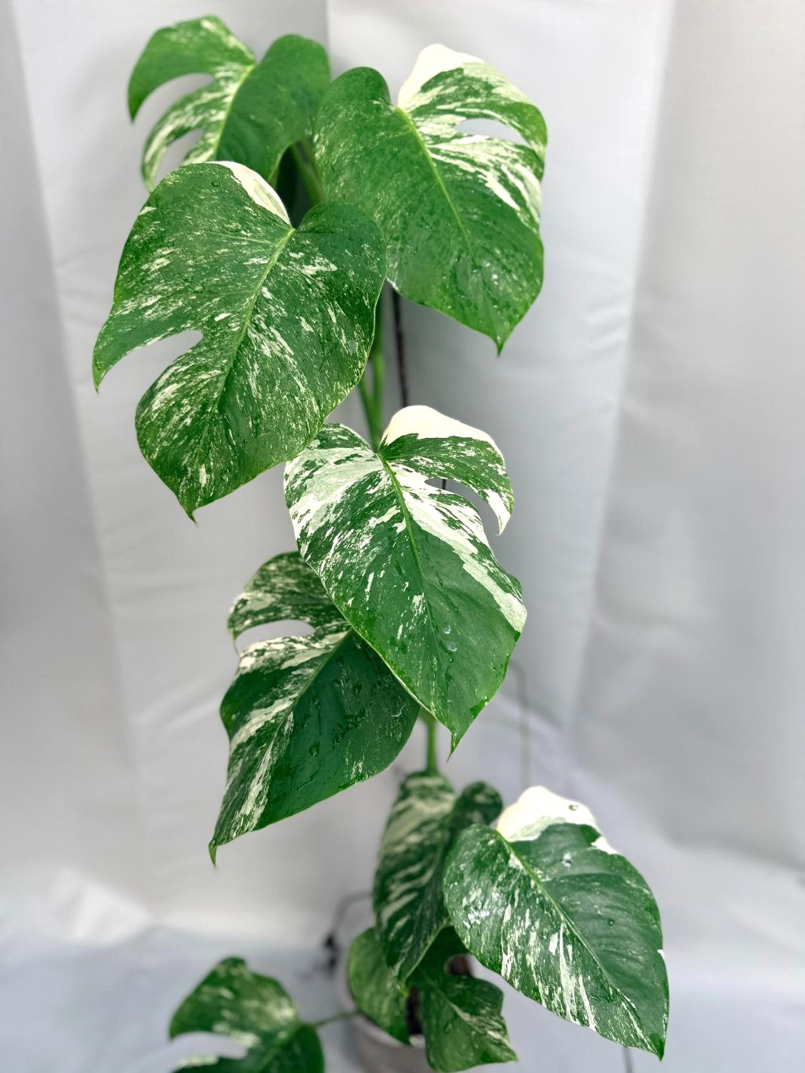 Monstera Albo Variegata 1.11.3.1
