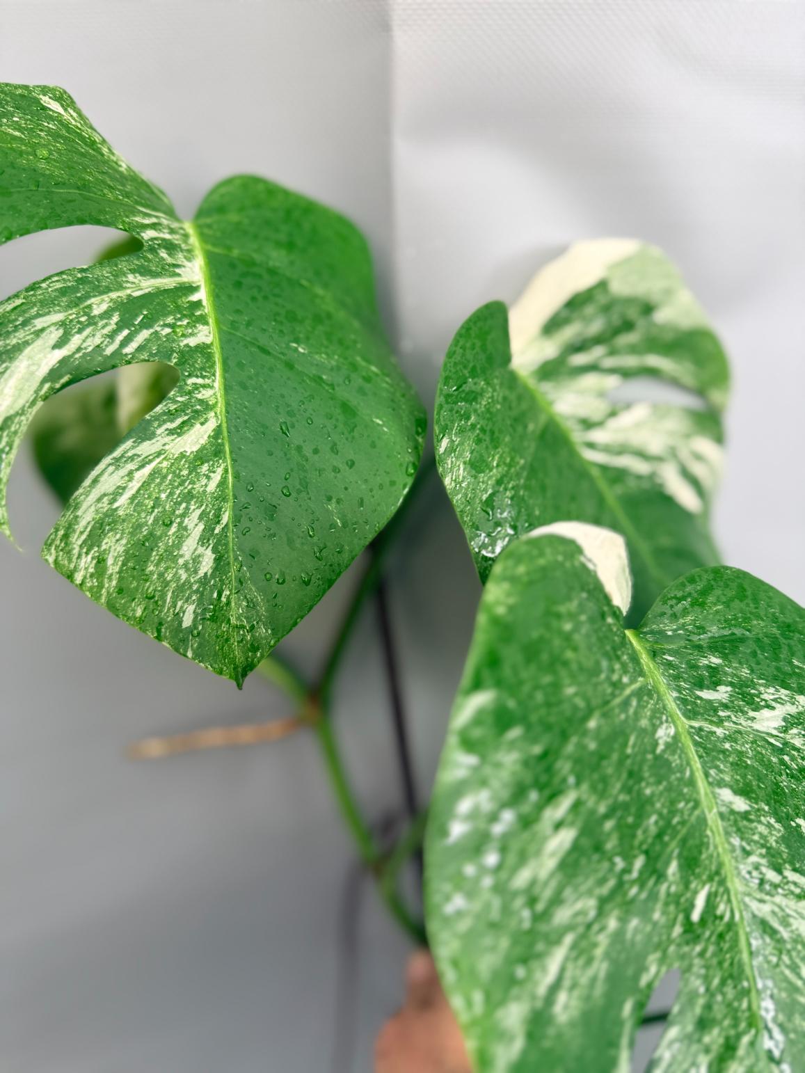 Monstera Albo Variegata 1.15.3.3