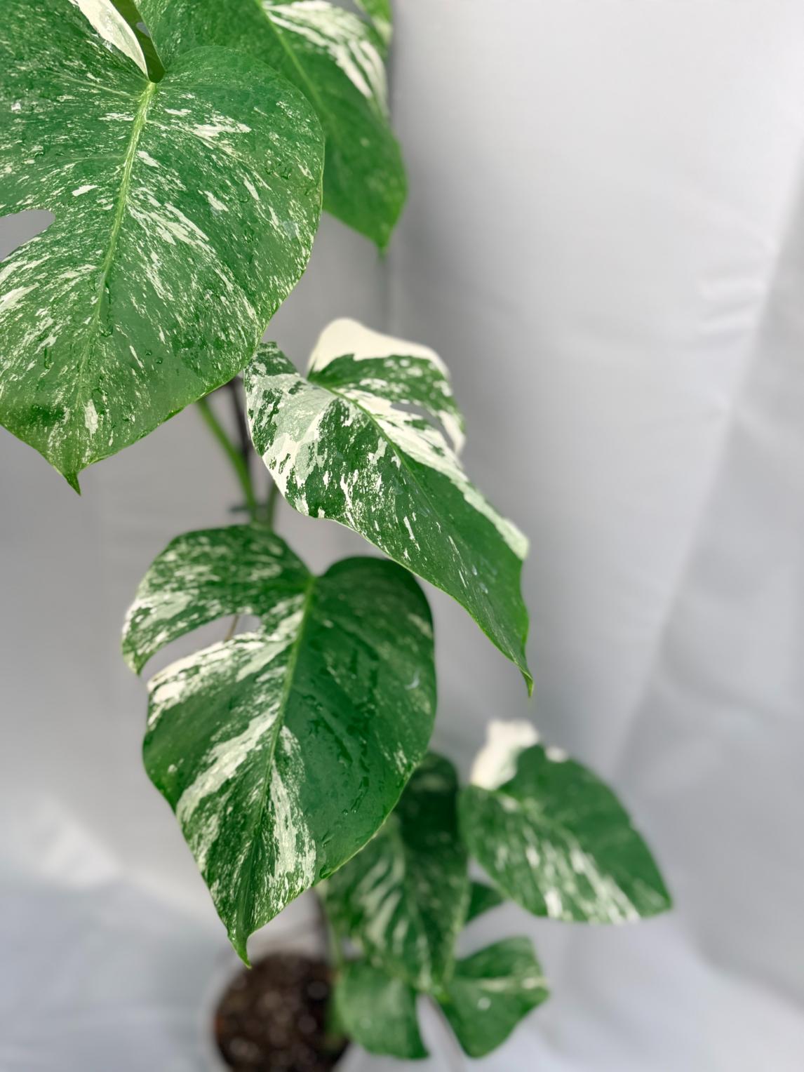 Monstera Albo Variegata 1.15.3.4