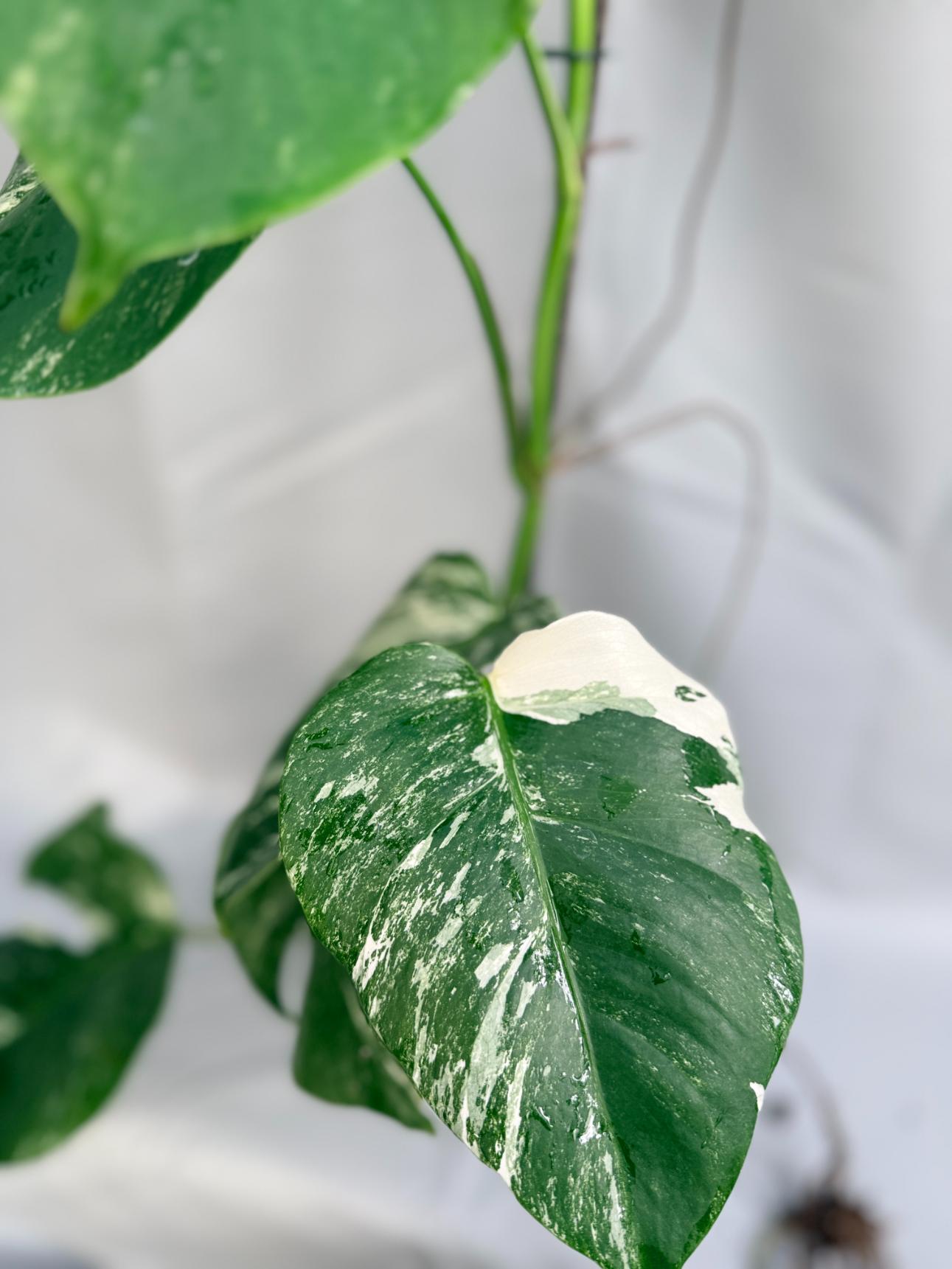 Monstera Albo Variegata 1.15.3.5