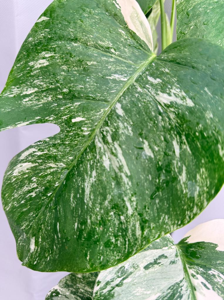 Monstera Albo Variegata 1.15.3.6