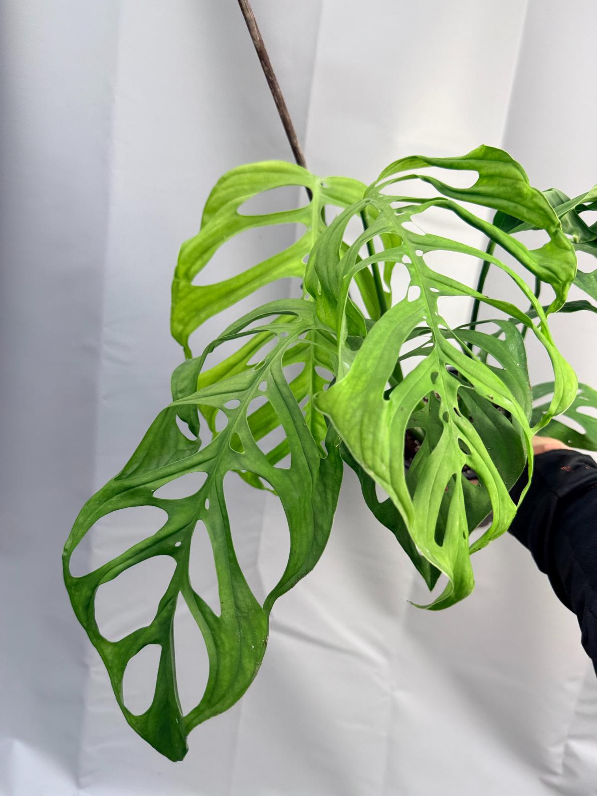 Monstera Epipremnoides Esqueleto LARGE 1