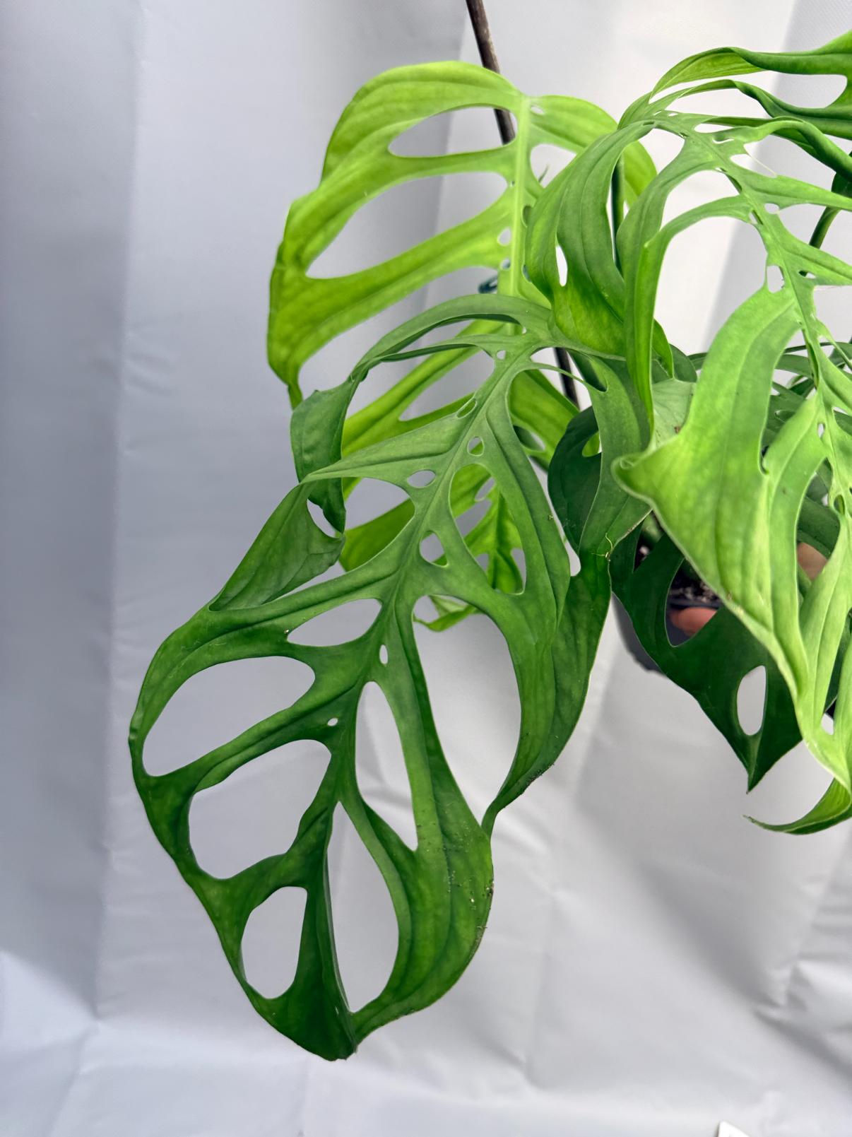 Monstera Epipremnoides Esqueleto LARGE  2