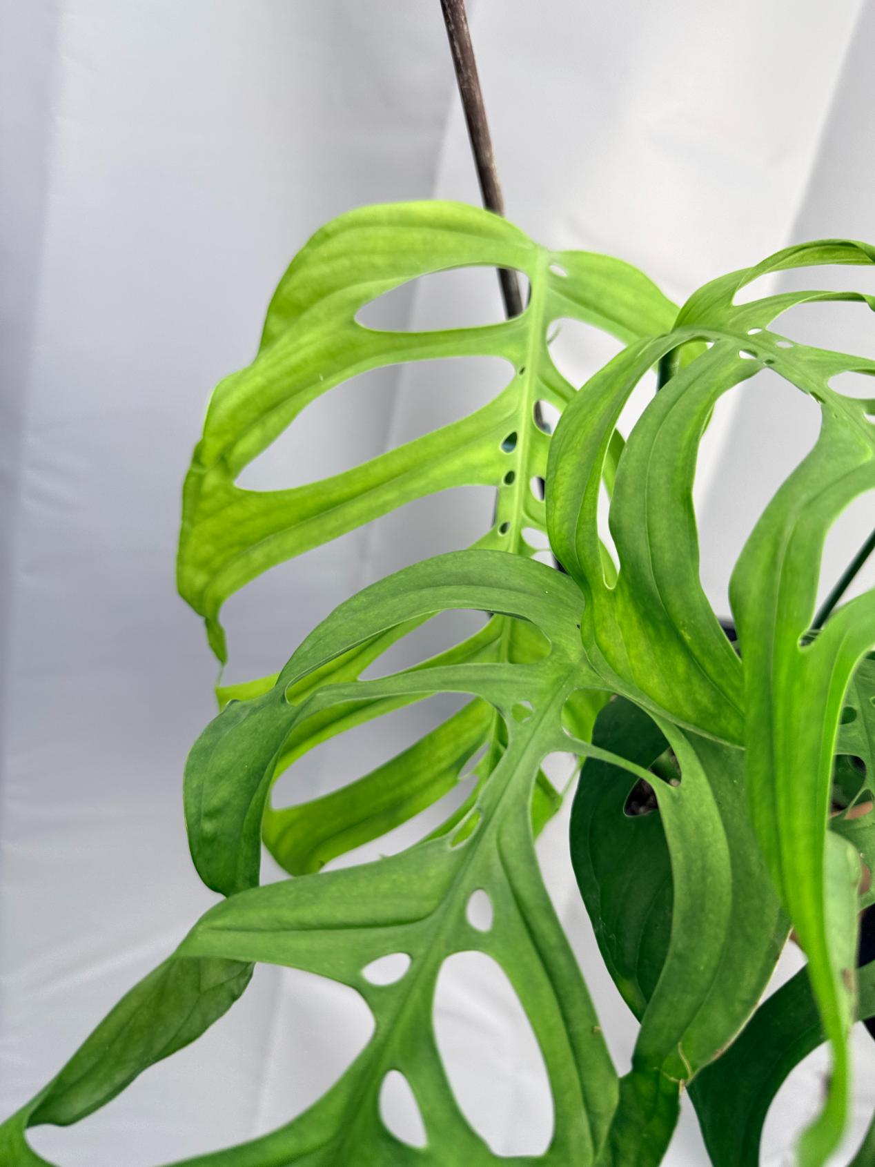 Monstera Epipremnoides Esqueleto LARGE  3