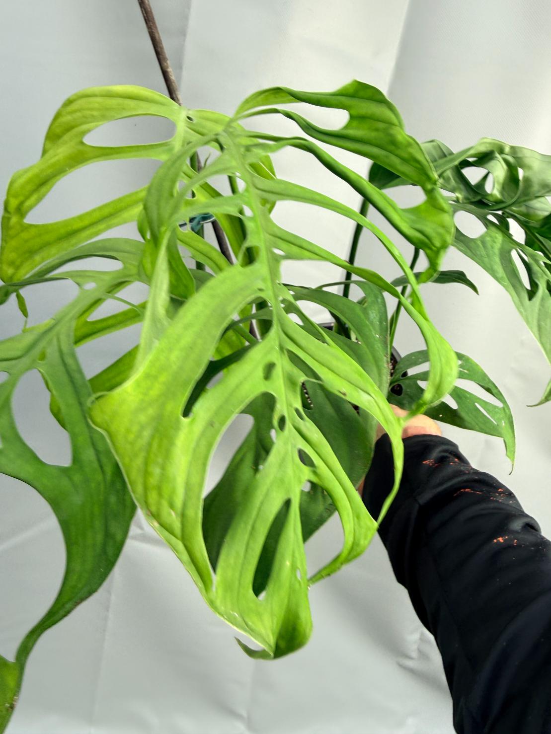 Monstera Epipremnoides Esqueleto LARGE  4