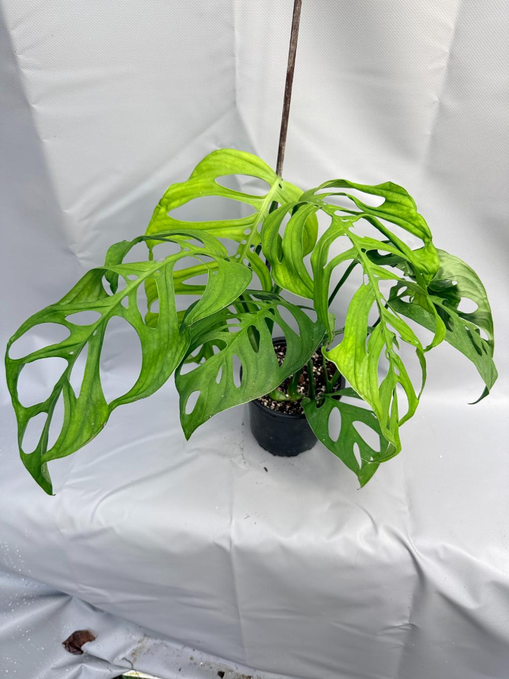 Monstera Epipremnoides Esqueleto LARGE 5
